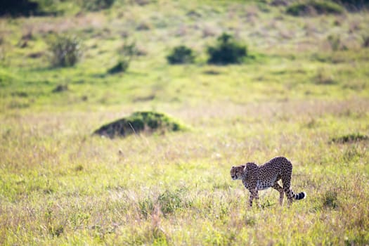 A cheetah walks between grass and bushes in the savannah of Kenya