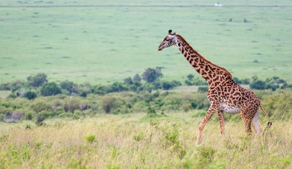 A Masai giraffe in the Kenyan savanna on a meadow