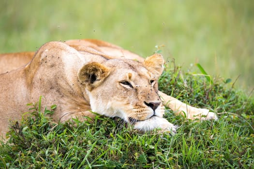 A portrait of a lioness, she lies in the grass in the savannah