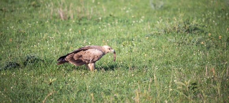 The eagle in the middle of the grassland in a meadow