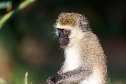 A portrait of a monkey in the savannah of Kenya