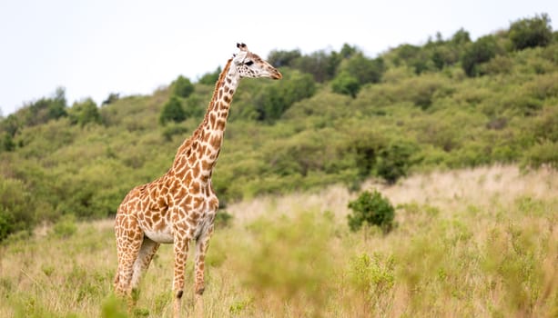 A Masai giraffe in the Kenyan savanna on a meadow