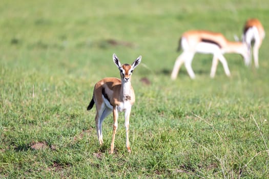 The Thomson gazelles in the middle of a grassy landscape in the Kenyan savanna