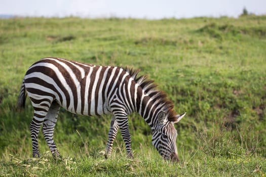One zebra in the green landscape of a national park in Kenya..
