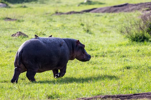 One hippopotamus runs on a grass meadow