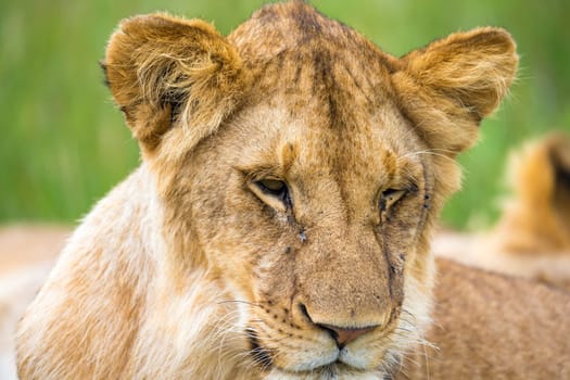 One young lion in close-up, the face of a nearly sleeping lion