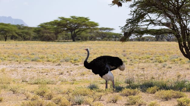 One ostrich bird with trees in the background on a pasture