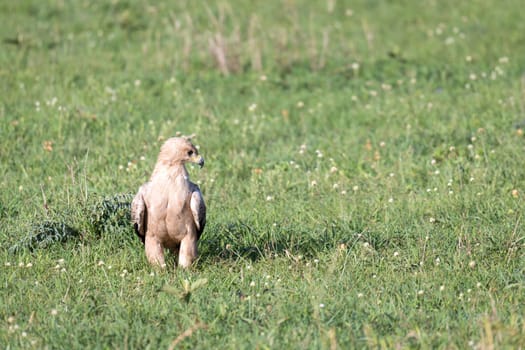 The eagle in the middle of the grassland in a meadow