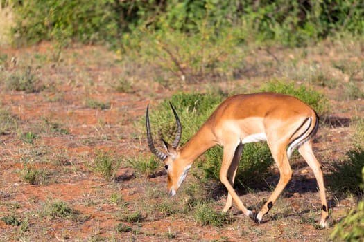 The Impala gazelles grazed in the savannah of Kenya