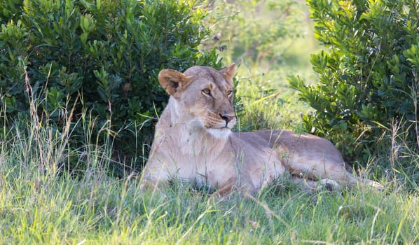 One lioness has made herself comfortable in the grass and is resting
