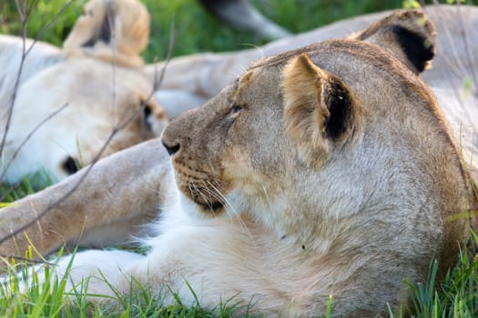 The closeup of a lioness trying to rest in the grass