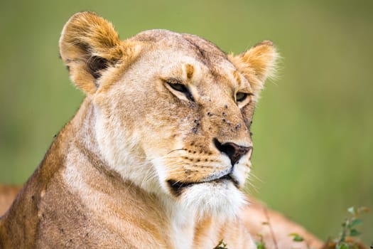 A portrait of a lioness, she lies in the grass in the savannah