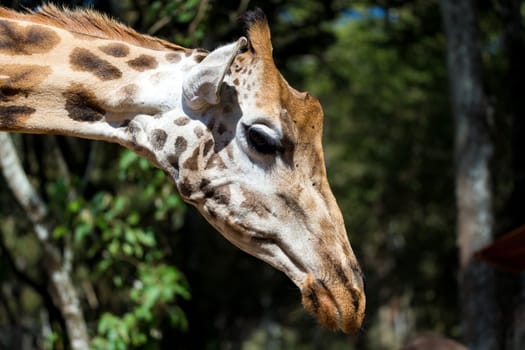 A close-up of one giraffe's head