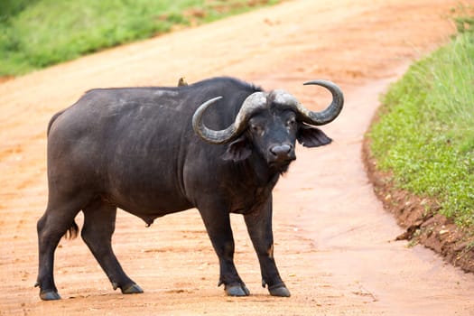 One big buffalo stands on a path in the savannah
