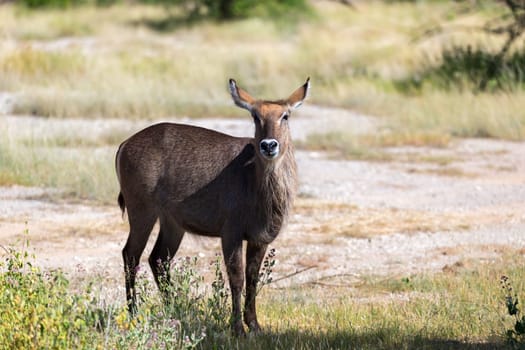 An antelope in the middle of the savannah of Kenya