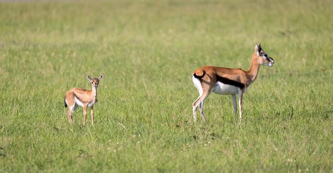 The family of Thomson gazelles in the savannah of Kenya