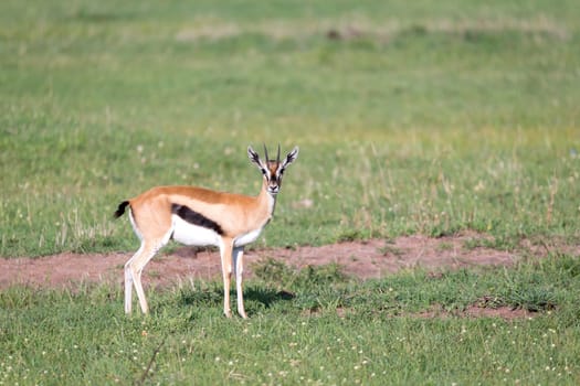 The Thomson gazelles in the middle of a grassy landscape in the Kenyan savanna