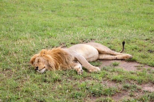 A big lion resting in the grass in the meadow