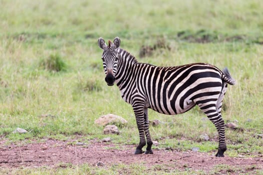 The Zebra family grazes in the savanna in close proximity to other animals