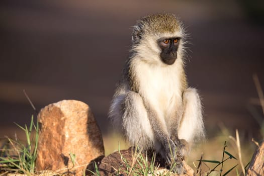 The monkey sits and looks around