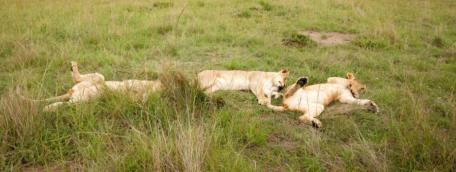 One lion family rests on a hill