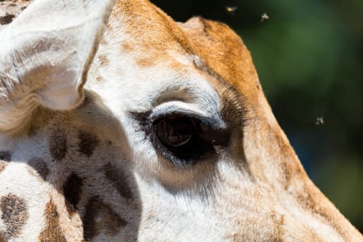 A close-up of one giraffe's head