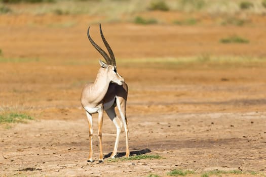 One Grant Gazelle stands in the middle of the grassy landscape of Kenya