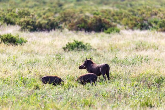 The family of warthogs in the grass of the Kenyan savannah
