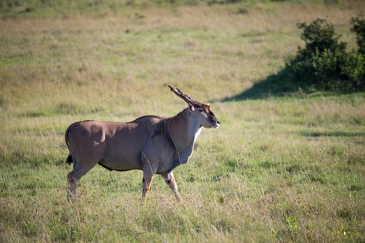 The Eland, the largest antelope, in a meadow in the Kenyan savanna