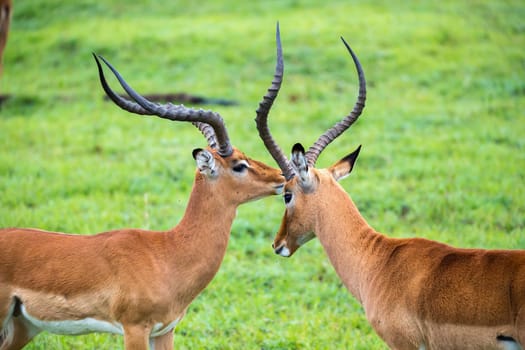 An Impala family on a grass landscape in the Kenyan savannah