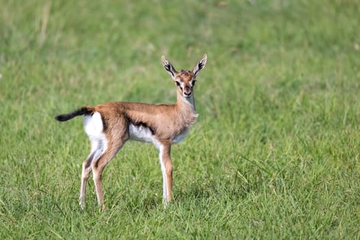 One very young Thomson Gazelle in the Kenyan grass landscape