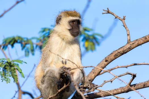 One monkey sits on the branch of a tree