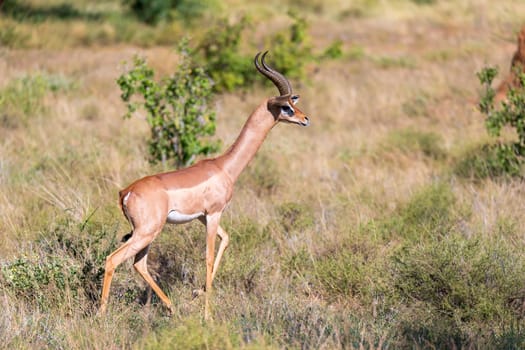 An antelope in the middle of the savannah of Kenya