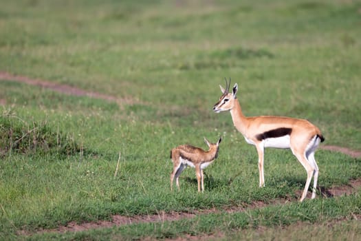 One Thomson's gazelle with her offspring in the savanna