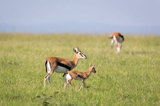 The family of Thomson gazelles in the savannah of Kenya