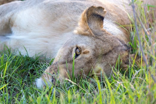 The closeup of a lioness trying to rest in the grass