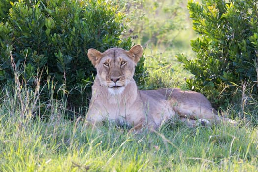 One lioness has made herself comfortable in the grass and is resting