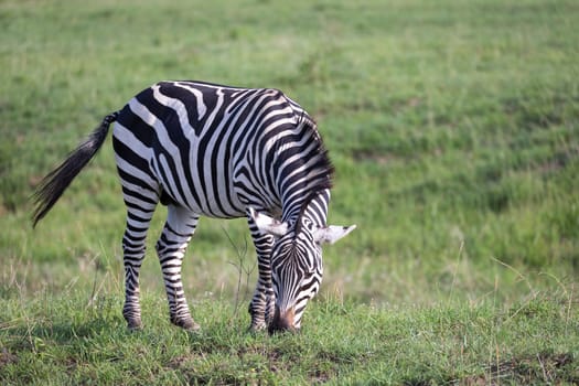 One zebra in the green landscape of a national park in Kenya..