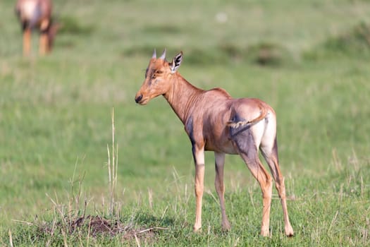 The Topi antelope in the Kenyan savanna in the middle of the grass landscape