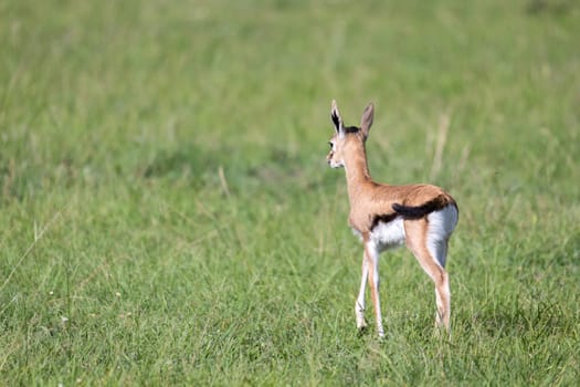 One very young Thomson Gazelle in the Kenyan grass landscape