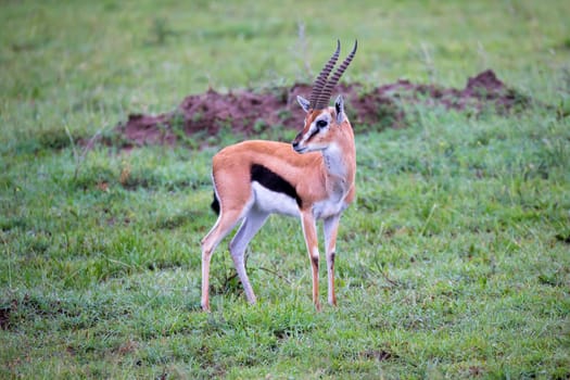 A Thomson's Gazelle in the grass landscape of the savannah in Kenya