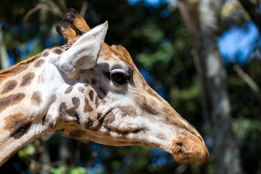 A close-up of one giraffe's head