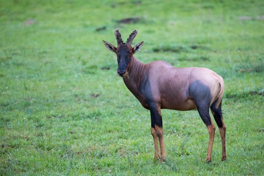 A Topi antelope in the grassland of Kenya's savannah