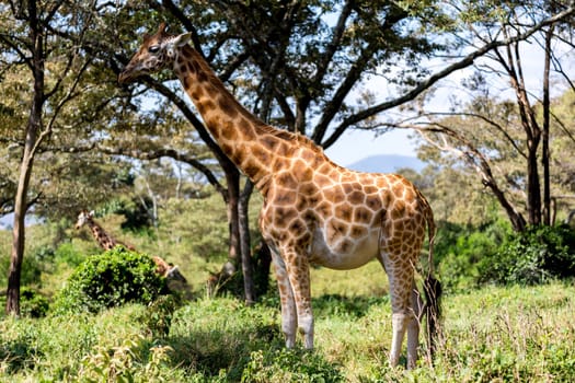 Some giraffes between the acacia trees in the savannah of Kenya