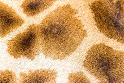 A fur of a giraffe in close-up