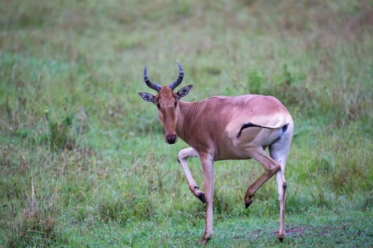 A Topi antelope in the grassland of Kenya's savannah