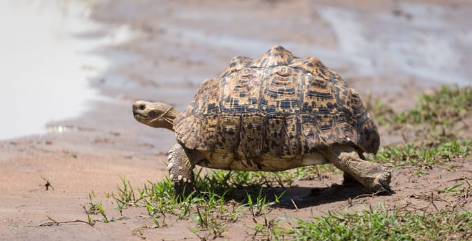 One little turtle is walking on the street