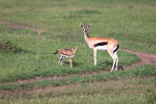 One Thomson's gazelle with her offspring in the savanna