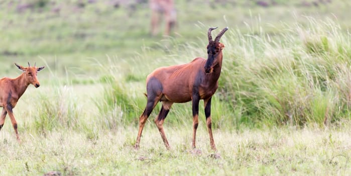 A Topi Gazelle in the Kenyan savanna amidst a grassy landscape