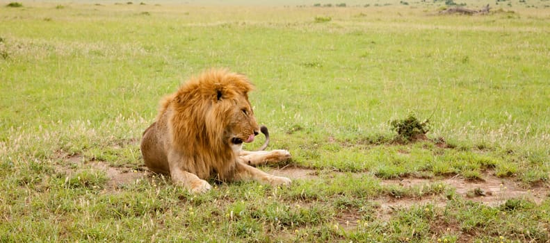 A big lion resting in the grass in the meadow